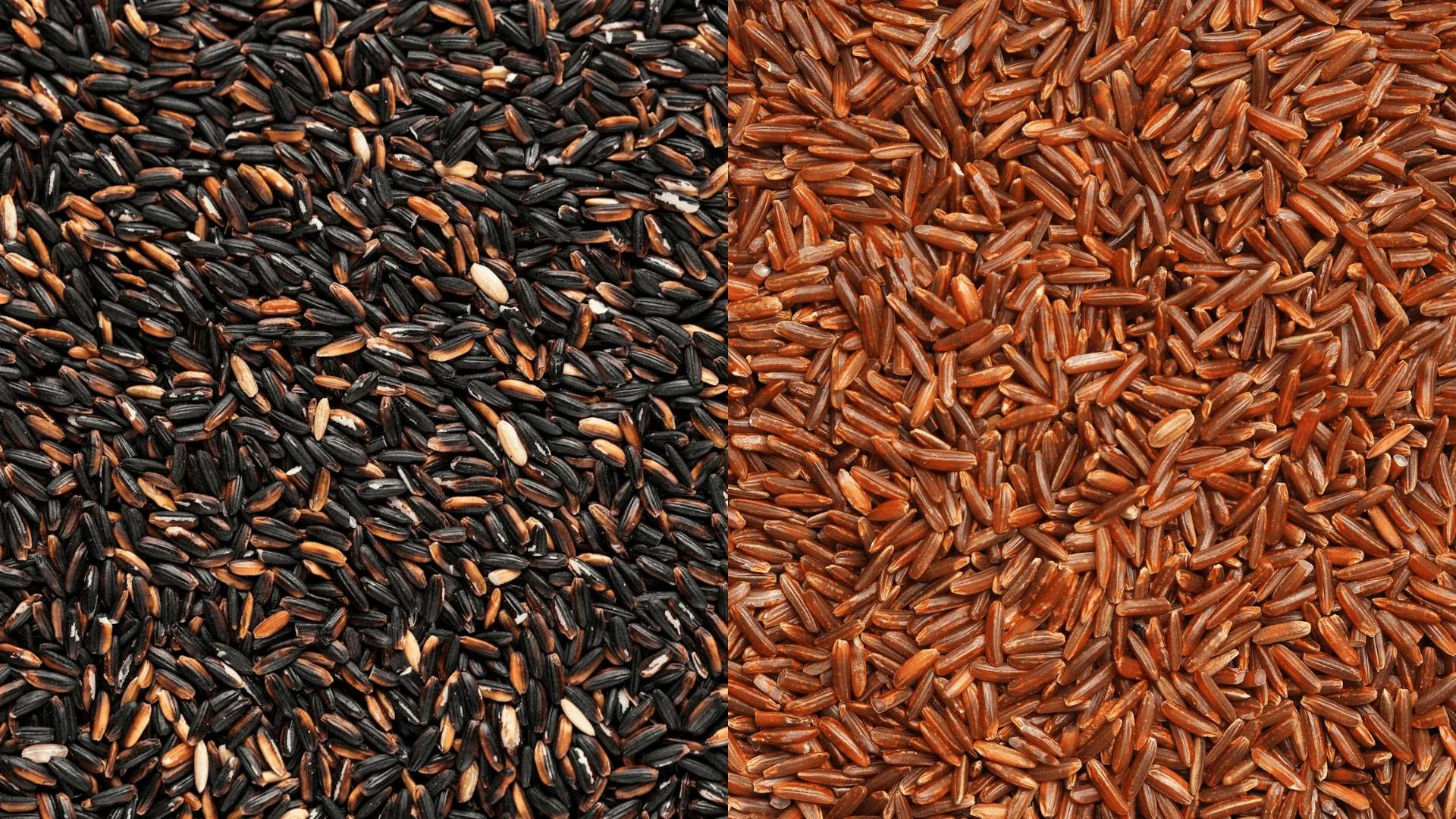 Beras Hitam Vs Beras Merah Untuk Diet, Mana yang Terbaik?